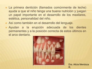  La primera dentición (llamados comúnmente de leche)
ayuda a que el niño tenga una buena nutrición y juegan
un papel importante en el desarrollo de los maxilares,
estética, personalidad del niño.
 Así como también en el desarrollo del lenguaje.
 Ayudan a la erupción adecuada de los dientes
permanentes y a la posición correcta de estos últimos en
el arco dentario.
Dra. Alicia Mendoza
R.
 