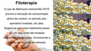 Fitoterapia
O uso de Matricaria chamomilla CH12
previne a elevação da concentração
sérica de cortisol, no período pós-
operatório imediato, de cães.
Sugere-se que esse tratamento possa
ser um adjuvante das terapias
convencionais utilizadas, favorecendo a
inibição da resposta de estresse.
 