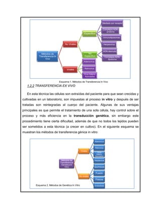 Mediado por receptor

                                                                             Complejos ADN-
                                                                                proteína
                                                      Especifico
                                                                               Inmunoliposomas


                                   No Virales                                    Herpesvirus


                                                                               ADN desnudo
             Métodos de                                   No
           Transferencia In                            Especifico                 Complejos ADN-
                Vivo                                                                liposoma
                                                      Adenovirus


                                                       Retrovirus
                                    Virales
                                                      Virus Adeno-
                                                       Asociados

                              Esquema 1. Métodos de Transferencia In Vivo
   1.2.2 TRANSFERENCIA EX VIVO

   En esta técnica las células son extraídas del paciente para que sean crecidas y
cultivadas en un laboratorio, son impuestas al proceso in vitro y después de ser
tratadas son reintegradas al cuerpo del paciente. Algunas de sus ventajas
principales es que permite el tratamiento de una sola célula, hay control sobre el
proceso y más eficiencia en la transducción genética, sin embargo este
procedimiento tiene cierta dificultad, además de que no todos los tejidos pueden
ser sometidos a esta técnica (a crecer en cultivo). En el siguiente esquema se
muestran los métodos de transferencia génica in vitro:

                                                                    Adenovirus


                                                                    Retrovirus
                                                   Virales
                                                                      Virus
                                                                     Adeno-
                                                                    Asociados

                               Métodos de                           Herpesvirus
                              Transferencia
                               Genetica In
                                  Vitro                             Químicos

                                                                     Fusión
                                                No virales
                                                                     Físicos

         Esquema 2. Métodos de Genética In Vitro                    Endocitosis
 