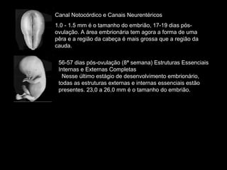 Canal Notocórdico e Canais Neurentéricos
1.0 - 1.5 mm é o tamanho do embrião, 17-19 dias pós-
ovulação. A área embrionária tem agora a forma de uma
pêra e a região da cabeça é mais grossa que a região da
cauda.
56-57 dias pós-ovulação (8ª semana) Estruturas Essenciais
Internas e Externas Completas
Nesse último estágio de desenvolvimento embrionário,
todas as estruturas externas e internas essenciais estão
presentes. 23,0 a 26,0 mm é o tamanho do embrião.
 