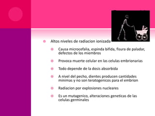 RAYOS X
 Altos niveles de radiacion ionizada
 Causa microcefalia, espinda bifida, fisura de paladar,
defectos de los miembros
 Provoca muerte celular en las celulas embrionarias
 Todo depende de la dosis absorbida
 A nivel del pecho, dientes producen cantidades
minimas y no son teratogenicos para el embrion
 Radiacion por explosiones nucleares
 Es un mutagenico, alteraciones geneticas de las
celulas germinales
 