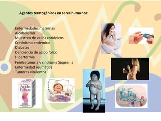Enfermedades maternas
Alcoholismo
Muestreo de vellos coriónicos
Cretinismo endémico
Diabetes
Deficiencia de ácido fólico
Hipertermia
Fenilcetonuria y síndrome Sjogren´s
Enfermedad reumática
Tumores virulentos
Agentes teratogénicos en seres humanos:
 