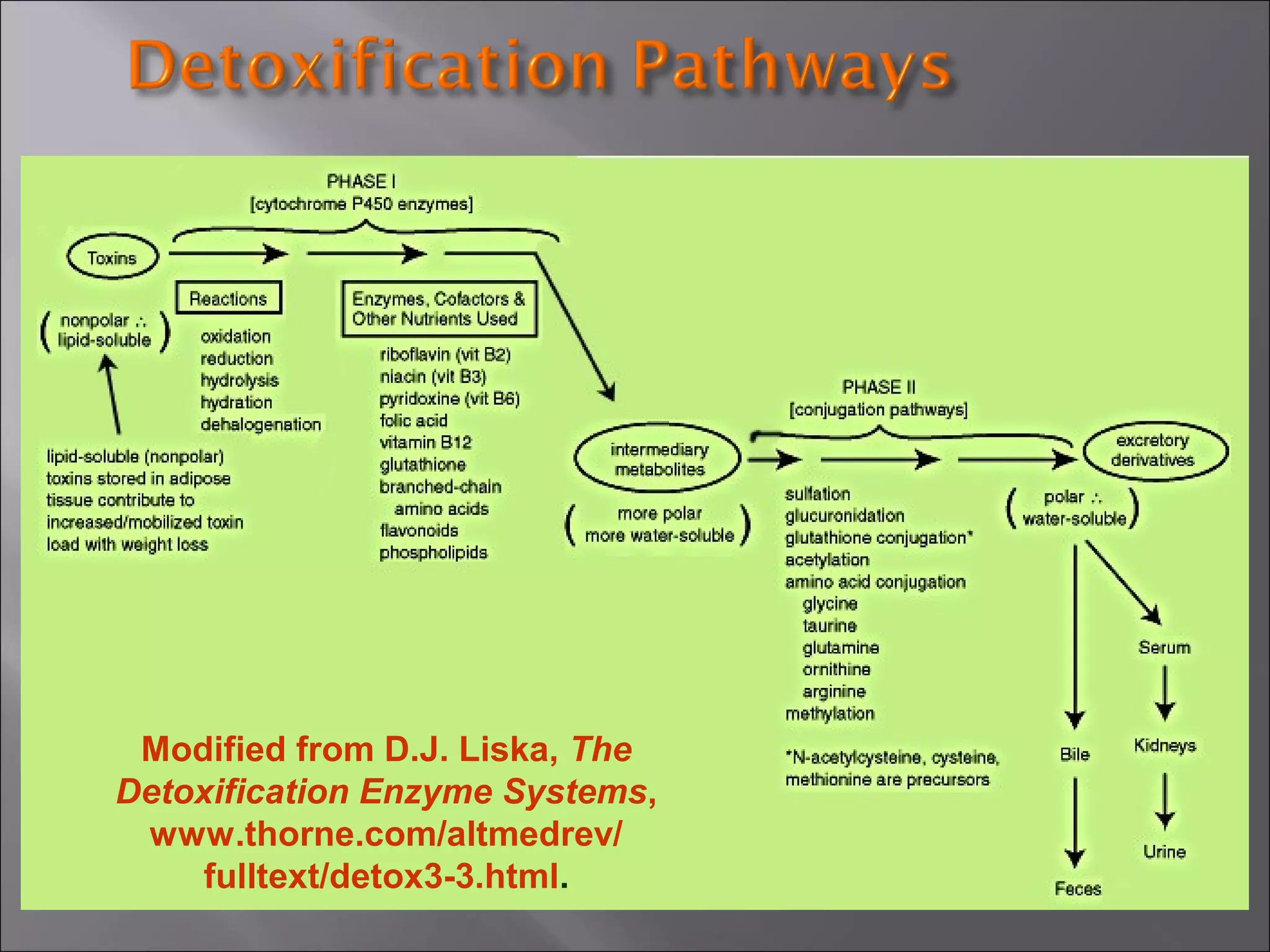 Modified from D.J. Liska, The
Detoxification Enzyme Systems,
www.thorne.com/altmedrev/
fulltext/detox3-3.html.

 