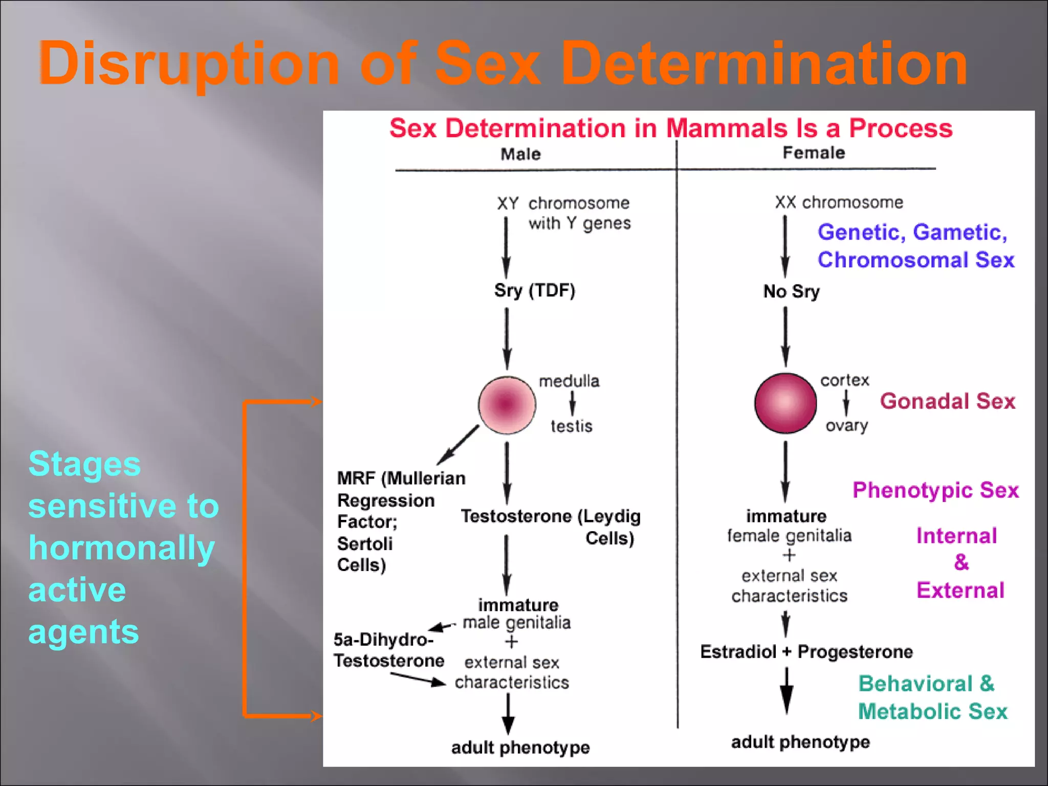 Disruption of Sex Determination

Stages
sensitive to
hormonally
active
agents

 