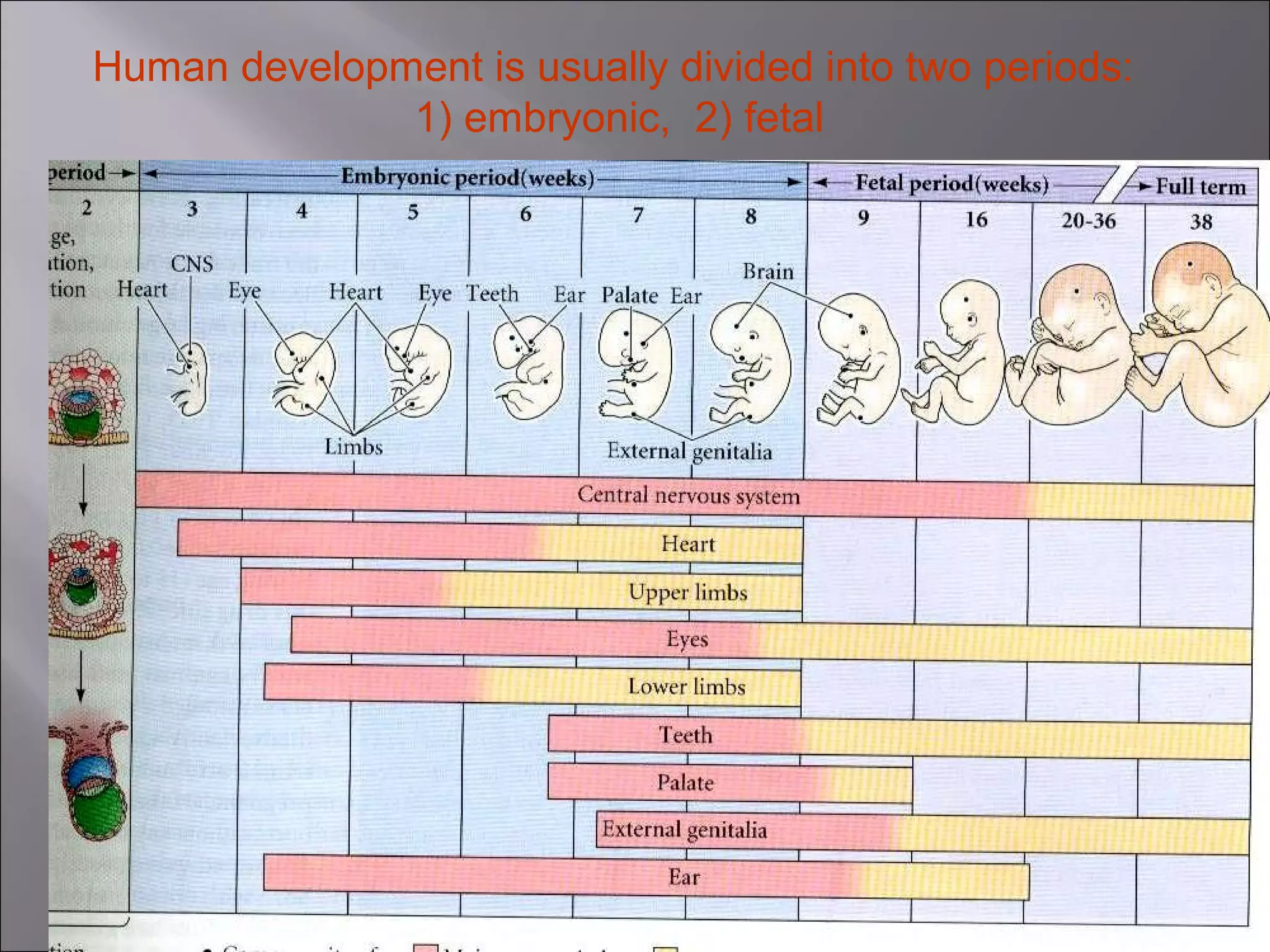 Human development is usually divided into two periods:
1) embryonic, 2) fetal

 
