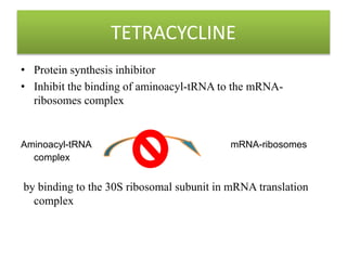 TETRACYCLINE
• Protein synthesis inhibitor
• Inhibit the binding of aminoacyl-tRNA to the mRNA-
ribosomes complex
Aminoacyl-tRNA mRNA-ribosomes
complex
by binding to the 30S ribosomal subunit in mRNA translation
complex
 