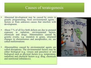 Causes of teratogenesis
• Abnormal development may be caused by errors in
genetic programming, from environmental agents /
factors or from unknown causes that interfere with
development.
• About 7 % of all live birth defects are due to prenatal
exposure to radiation, environmental factors,
chemicals and drugs. Abnormalities caused by
genetic events, e.g. mutation in genes, structural
changes in chromosomes and aneuploidies, etc. are
called malformations
• Abnormalities caused by environmental agents are
called disruptions. The environmental factors may be
either biological (e.g. viruses and parasites) or non
biological such as physical factors (e.g. temperature,
radiation) and chemical factors (e.g. drug, chemicals
and nutritional imbalances).
 