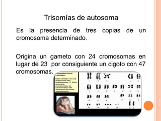Trisomías de autosoma
Es la presencia de tres copias de un
cromosoma determinado.

Origina un gameto con 24 cromosomas en
lugar de 23 por consiguiente un cigoto con 47
cromosomas.
 