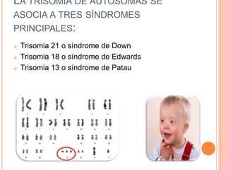 LA TRISOMÍA DE AUTOSOMAS SE
ASOCIA A TRES SÍNDROMES
PRINCIPALES:
   Trisomia 21 o síndrome de Down
   Trisomia 18 o síndrome de Edwards
   Trisomia 13 o síndrome de Patau
 