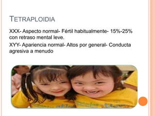 TETRAPLOIDIA
XXX- Aspecto normal- Fértil habitualmente- 15%-25%
con retraso mental leve.
XYY- Apariencia normal- Altos por general- Conducta
agresiva a menudo
 
