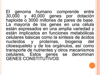 El genoma humano comprende entre
30,000 y 40,000 genes por dotación
haploide o 3000 millones de pares de base.
La mayoría de los genes en una célula
están expresados en una amplia variedad y
están implicados en funciones metabólicas
celulares básicas como la síntesis de ácidos
nucleídos y proteínas, biogenia del
citoesqueleto y de los orgánulos, así como
transporte de nutrientes y otros mecanismos
celulares. Estos genes se denominan
GENES CONSTITUTIVOS
 