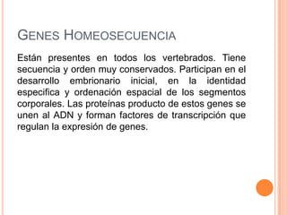 GENES HOMEOSECUENCIA
Están presentes en todos los vertebrados. Tiene
secuencia y orden muy conservados. Participan en el
desarrollo embrionario inicial, en la identidad
especifica y ordenación espacial de los segmentos
corporales. Las proteínas producto de estos genes se
unen al ADN y forman factores de transcripción que
regulan la expresión de genes.
 