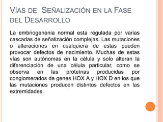 VÍAS DE SEÑALIZACIÓN EN LA FASE
DEL DESARROLLO
La embriogenenia normal esta regulada por varias
cascadas de señalización complejas. Las mutaciones
o alteraciones en cualquiera de estas pueden
provocar defectos de nacimiento. Muchas de estas
vías son autónomas en la célula y solo alteran la
diferenciación de una célula particular, como se
observa en las proteínas producidas por
conglomerados de genes HOX A y HOX D en los que
las mutaciones producen distintos defectos en las
extremidades.
 