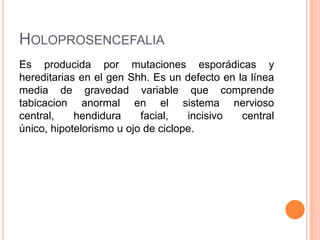 HOLOPROSENCEFALIA
Es producida por mutaciones esporádicas y
hereditarias en el gen Shh. Es un defecto en la línea
media de gravedad variable que comprende
tabicacion anormal en el sistema nervioso
central,    hendidura     facial,   incisivo  central
único, hipotelorismo u ojo de ciclope.
 