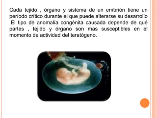 Cada tejido , órgano y sistema de un embrión tiene un
período crítico durante el que puede alterarse su desarrollo
.El tipo de anomalía congénita causada depende de qué
partes , tejido y órgano son mas susceptibles en el
momento de actividad del teratógeno.
 