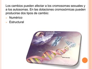 Los cambios pueden afectar a los cromosomas sexuales y
a los autosomas. En las dotaciones cromosómicas pueden
producirse dos tipos de cambio:
 Numérico

 Estructural
 