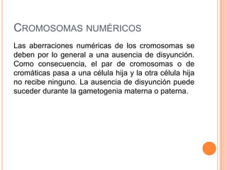 CROMOSOMAS NUMÉRICOS
Las aberraciones numéricas de los cromosomas se
deben por lo general a una ausencia de disyunción.
Como consecuencia, el par de cromosomas o de
cromáticas pasa a una célula hija y la otra célula hija
no recibe ninguno. La ausencia de disyunción puede
suceder durante la gametogenia materna o paterna.
 