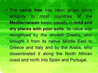 Carob Rats Teratsia Carob Tree | PPS