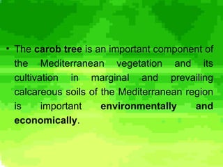 Carob Rats Teratsia Carob Tree | PPS