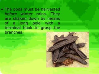 Carob Rats Teratsia Carob Tree | PPS