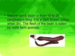 Carob Rats Teratsia Carob Tree | PPS