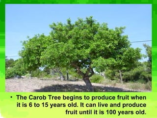 Carob Rats Teratsia Carob Tree | PPS