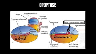 opoptose
opoptose
 