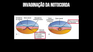 invaginação da notocorda
invaginação da notocorda
 