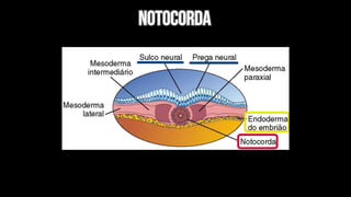 notocordA
notocordA
 