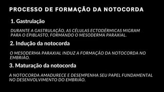 PROCESSO DE FORMAÇÃO DA NOTOCORDA
PROCESSO DE FORMAÇÃO DA NOTOCORDA
2. Indução da notocorda
O MESODERMA PARAXIAL INDUZ A FORMAÇÃO DA NOTOCORDA NO
EMBRIÃO.
1. Gastrulação
DURANTE A GASTRULAÇÃO, AS CÉLULAS ECTODÉRMICAS MIGRAM
PARA O EPIBLASTO, FORMANDO O MESODERMA PARAXIAL.
3. Maturação da notocorda
A NOTOCORDA AMADURECE E DESEMPENHA SEU PAPEL FUNDAMENTAL
NO DESENVOLVIMENTO DO EMBRIÃO.
 