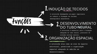 FUNÇÕES
INDUÇÃO DE TECIDOS
DESENVOLVIMENTO
DO TUBO NEURAL
ORGANIZAÇÃO ESPACIAL
1.
2.
3.
A notocorda desempenha um papel importante
ao induzir a formação de tecidos
mesenquimais adjacentes.
A notocorda é essencial para a formação
adequada do tubo neural, precursor do
sistema nervoso central.
A notocorda atua como um eixo de suporte
estrutural, permitindo a organização
espacial adequada do embrião em
desenvolvimento.
 