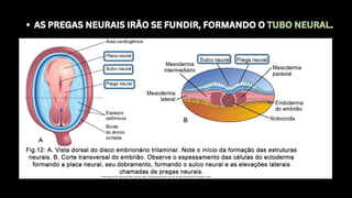 AS PREGAS NEURAIS IRÃO SE FUNDIR, FORMANDO O TUBO NEURAL.
AS PREGAS NEURAIS IRÃO SE FUNDIR, FORMANDO O TUBO NEURAL.
 
