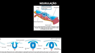 NEURULAÇÃO
NEURULAÇÃO
 