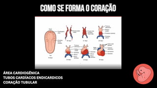 ÁREA CARDIOGÊNICA
TUBOS CARDÍACOS ENDICARDICOS
CORAÇÃO TUBULAR
ÁREA CARDIOGÊNICA
TUBOS CARDÍACOS ENDICARDICOS
CORAÇÃO TUBULAR
Como se forma o coração
Como se forma o coração
 