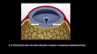É O PROCESSO QUE VAI DAR ORIGEM A ESSAS 3 CAMADAS GERMINATIVAS.
 