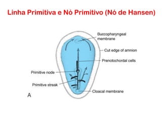 Linha Primitiva e Nó Primitivo (Nó de Hansen)
 