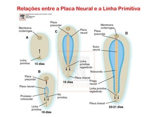 Relações entre a Placa Neural e a Linha Primitiva
 