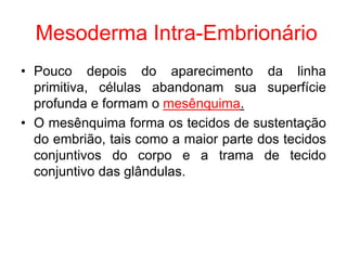 Mesoderma Intra-Embrionário
• Pouco depois do aparecimento da linha
primitiva, células abandonam sua superfície
profunda e formam o mesênquima.
• O mesênquima forma os tecidos de sustentação
do embrião, tais como a maior parte dos tecidos
conjuntivos do corpo e a trama de tecido
conjuntivo das glândulas.
 