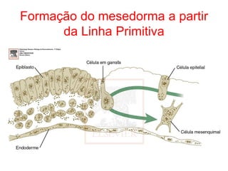 Formação do mesedorma a partir
da Linha Primitiva
 