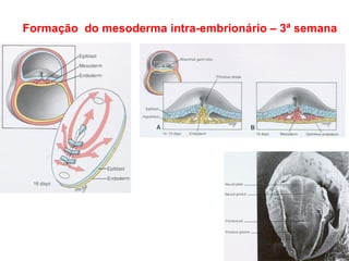 Formação do mesoderma intra-embrionário – 3ª semana
 