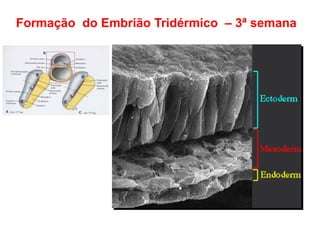 Formação do Embrião Tridérmico – 3ª semana
 