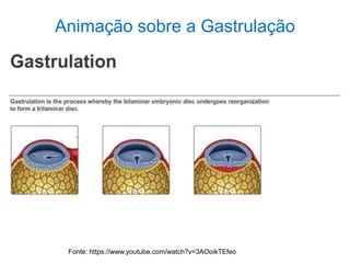 Animação sobre a Gastrulação
Fonte: https://www.youtube.com/watch?v=3AOoikTEfeo
 