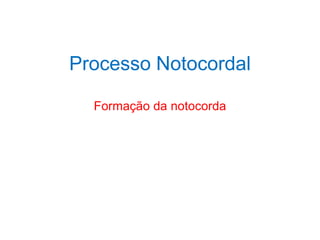 Processo Notocordal
Formação da notocorda
 