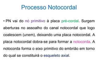 Processo Notocordal
• PN vai do nó primitivo à placa pré-cordal. Surgem
aberturas no assoalho do canal notocordal que logo
coalescem (unem), deixando uma placa notocordal. A
placa notocordal dobra-se para formar a notocorda. A
notocorda forma o eixo primitivo do embrião em torno
do qual se constituirá o esqueleto axial.
 