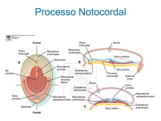 Processo Notocordal
 