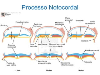 Processo Notocordal
 
