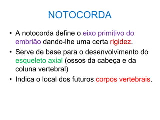 NOTOCORDA
• A notocorda define o eixo primitivo do
embrião dando-lhe uma certa rigidez.
• Serve de base para o desenvolvimento do
esqueleto axial (ossos da cabeça e da
coluna vertebral)
• Indica o local dos futuros corpos vertebrais.
 