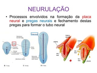 NEURULAÇÃO
• Processos envolvidos na formação da placa
neural e pregas neurais e fechamento destas
pregas para formar o tubo neural
 
