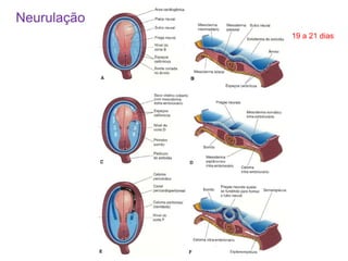 19 a 21 dias
Neurulação
 