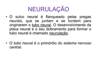 NEURULAÇÃO
• O sulco neural é flanqueado pelas pregas
neurais, que se juntam e se fundem para
originarem o tubo neural. O desenvolvimento da
placa neural e o seu dobramento para formar o
tubo neural é chamado neurulação.
• O tubo neural é o primórdio do sistema nervoso
central.
 
